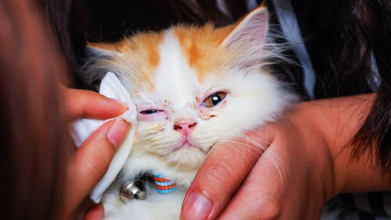 5 Penyebab Mata Kucing Belekan dan Solusi Efektif Mengatasinya